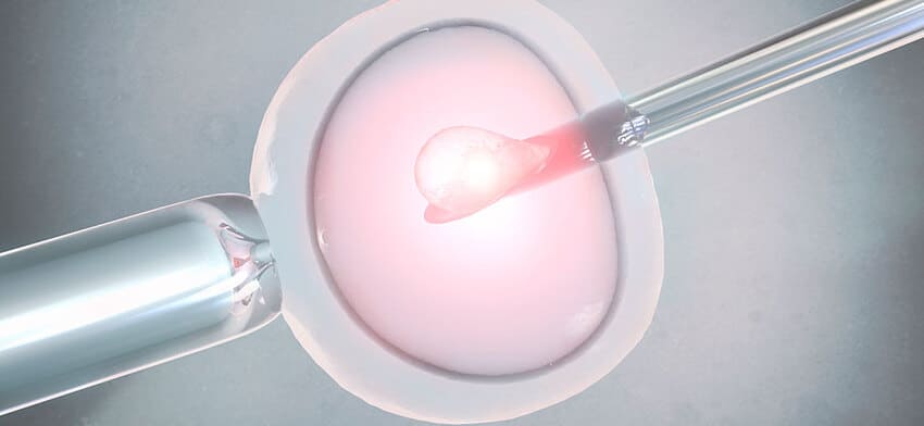 Schéma d'un spermatozoïde et d'un ovule